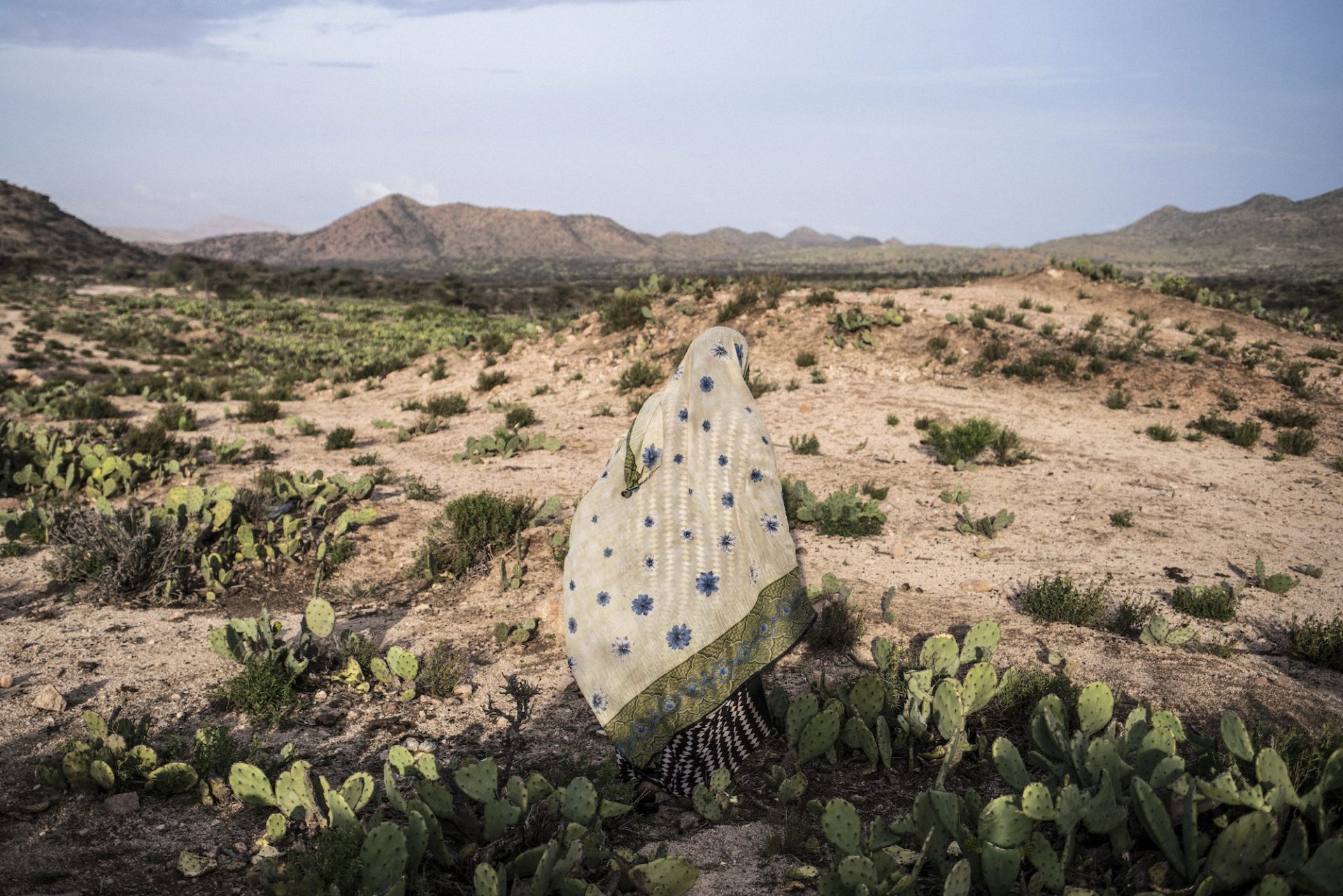 A woman walks through a cactus field in a drought-stricken area of western Somaliland, a semi-autonomous region in the north of Somalia, on April 6, 2016. © Nichole Sobecki / VII.